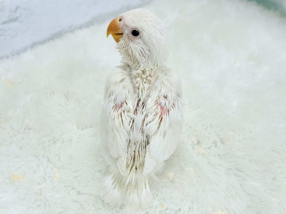コザクラインコ（小桜インコ）