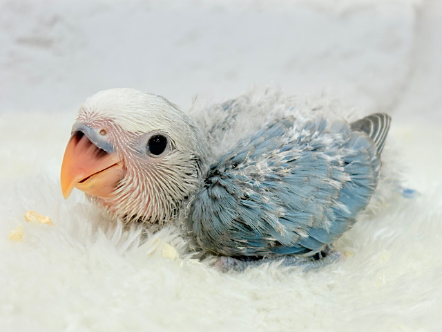 白キャップかぶった可愛い子🐣💙コザクラインコ(ブルーパイド) ヒナ