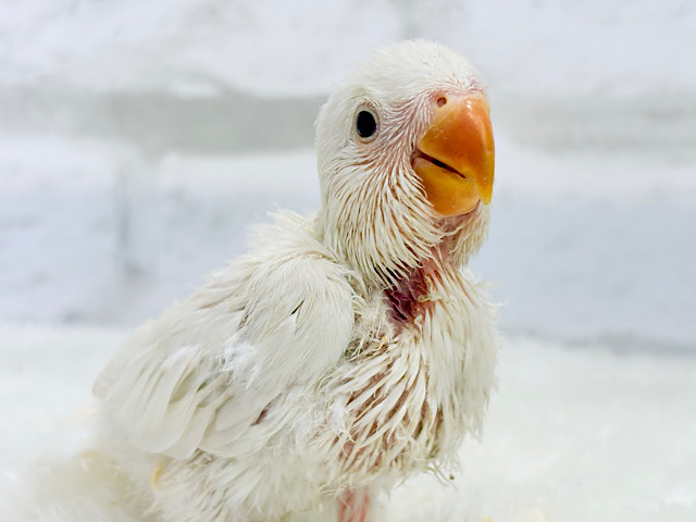 ほんのりふんわり感じるレモン🐣🍋コザクラインコ(クリームイノ) ヒナ