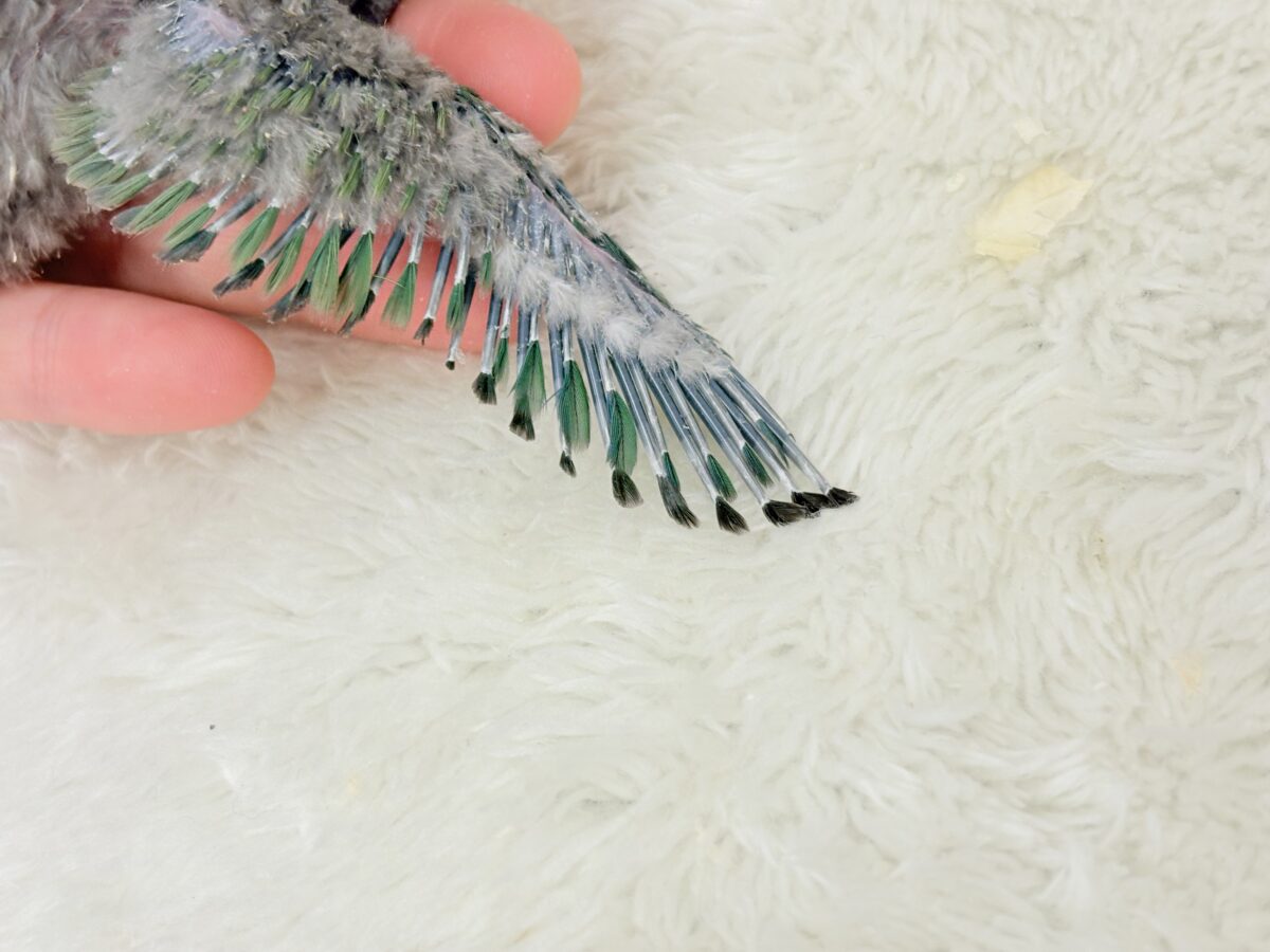 コザクラインコ（小桜インコ）