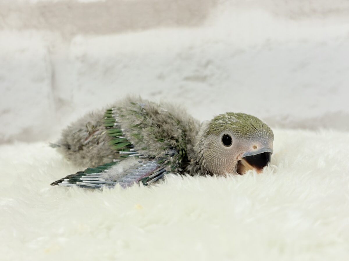 コザクラインコ（小桜インコ）