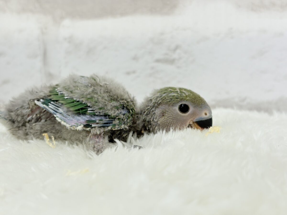 コザクラインコ（小桜インコ）