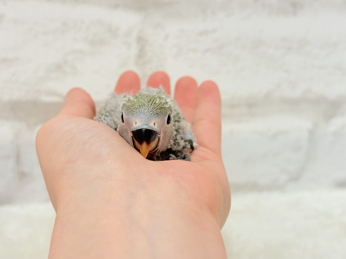 コザクラインコ（小桜インコ）