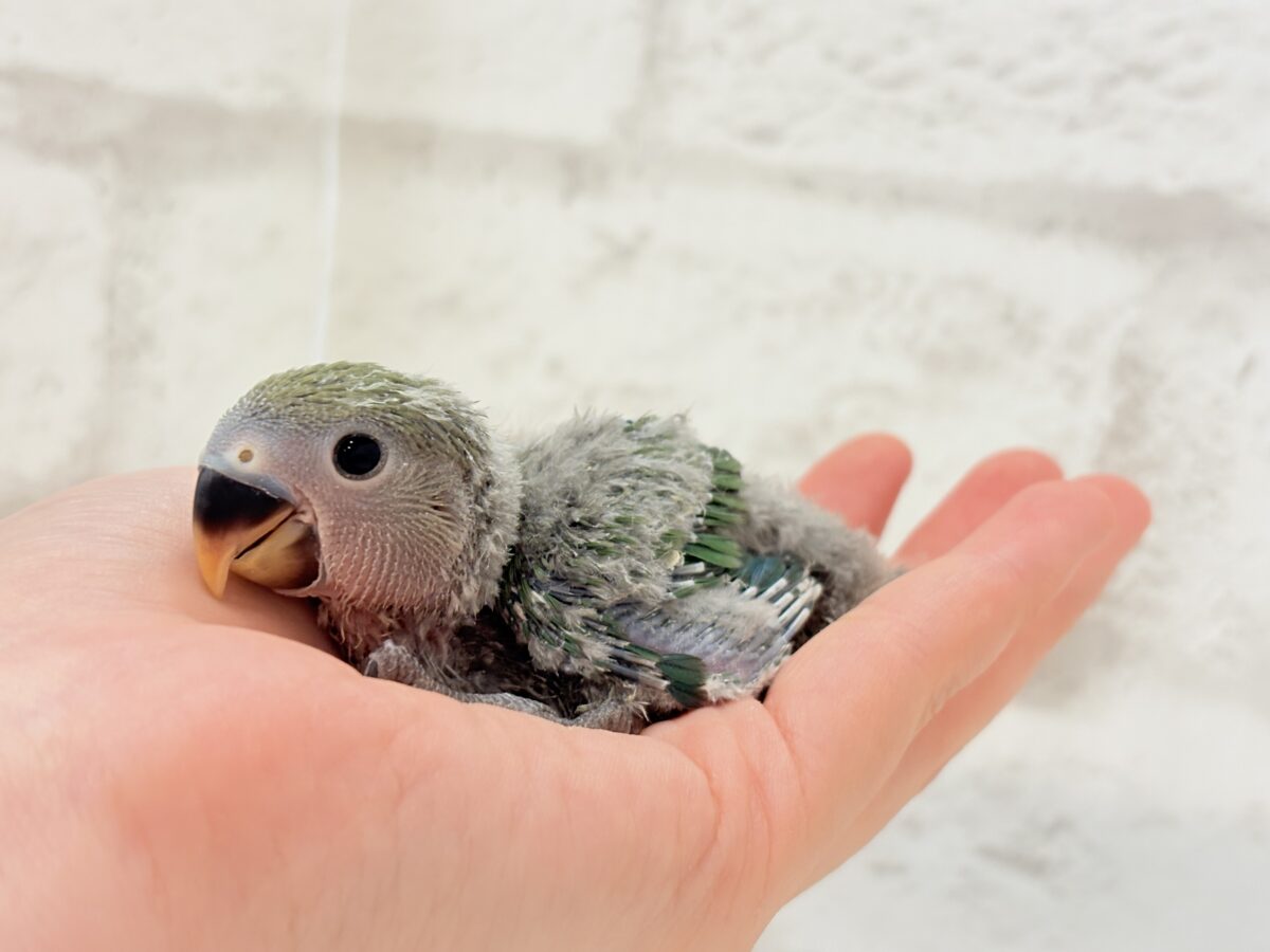 コザクラインコ（小桜インコ）
