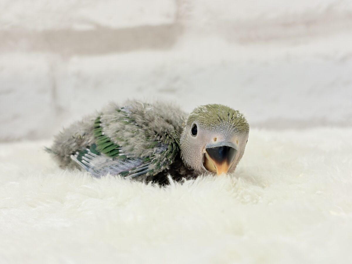 コザクラインコ（小桜インコ）