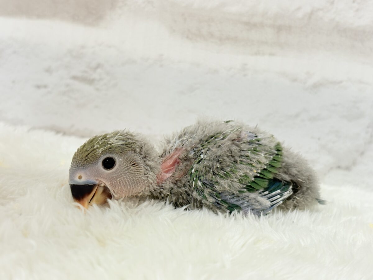 コザクラインコ（小桜インコ）