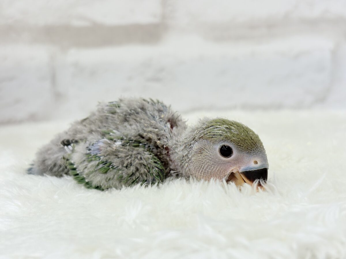 コザクラインコ（小桜インコ）