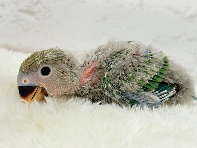 ぺたんこコザたんに癒される🐣🫧コザクラインコ(ブルーチェリー) ヒナ