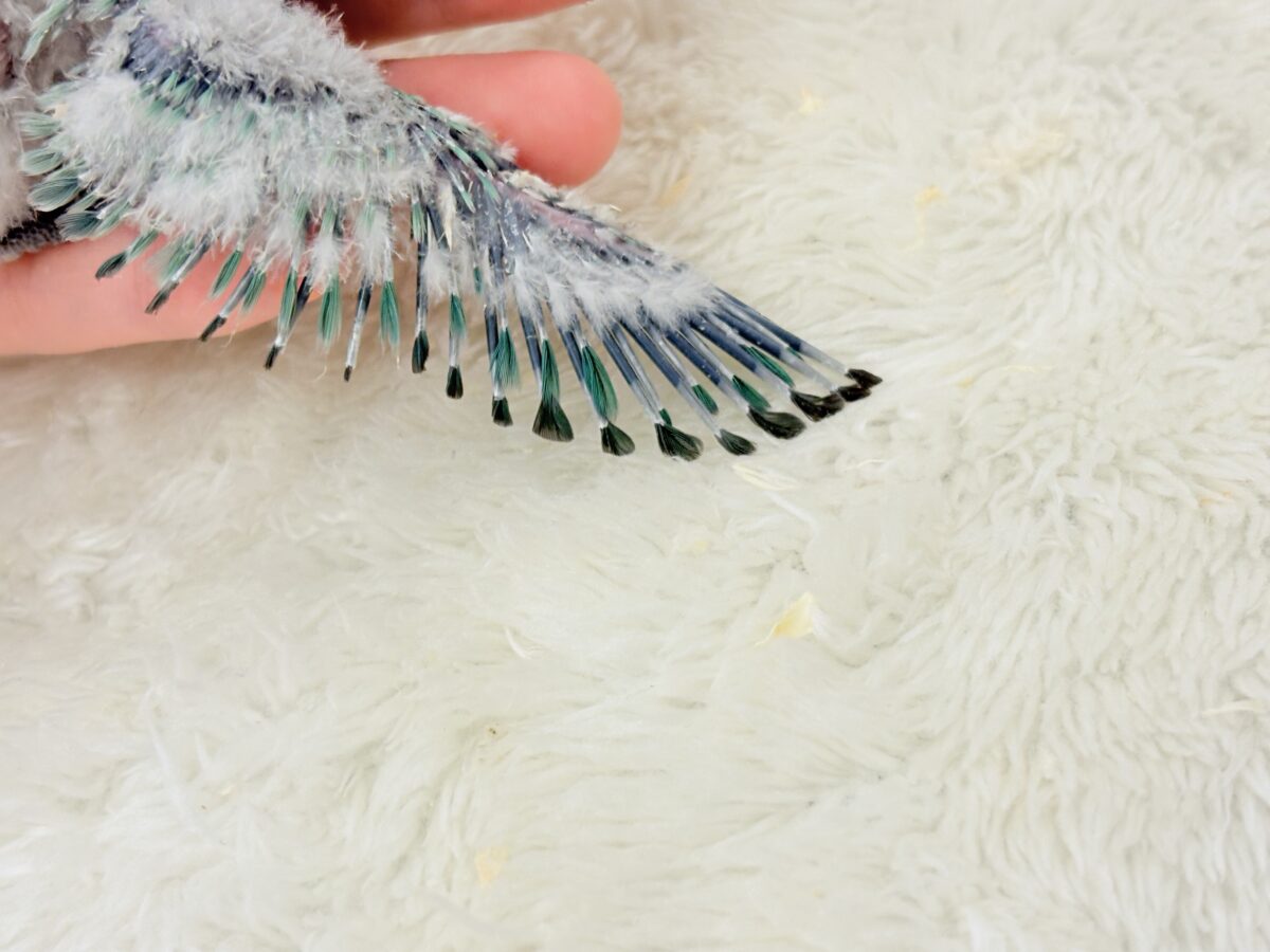コザクラインコ（小桜インコ）