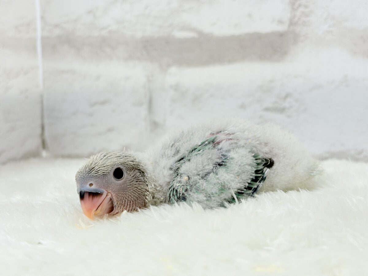 コザクラインコ（小桜インコ）