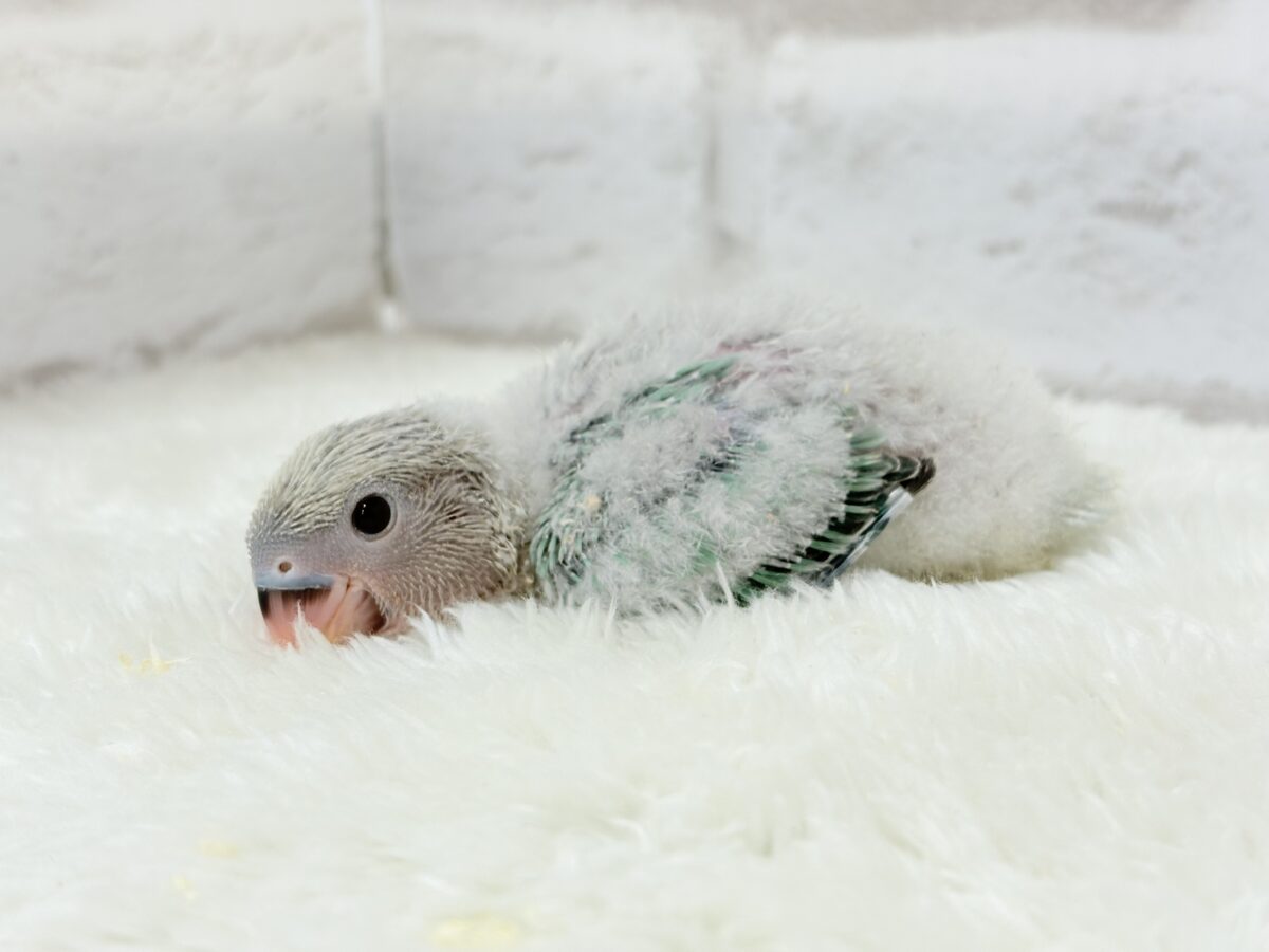 コザクラインコ（小桜インコ）