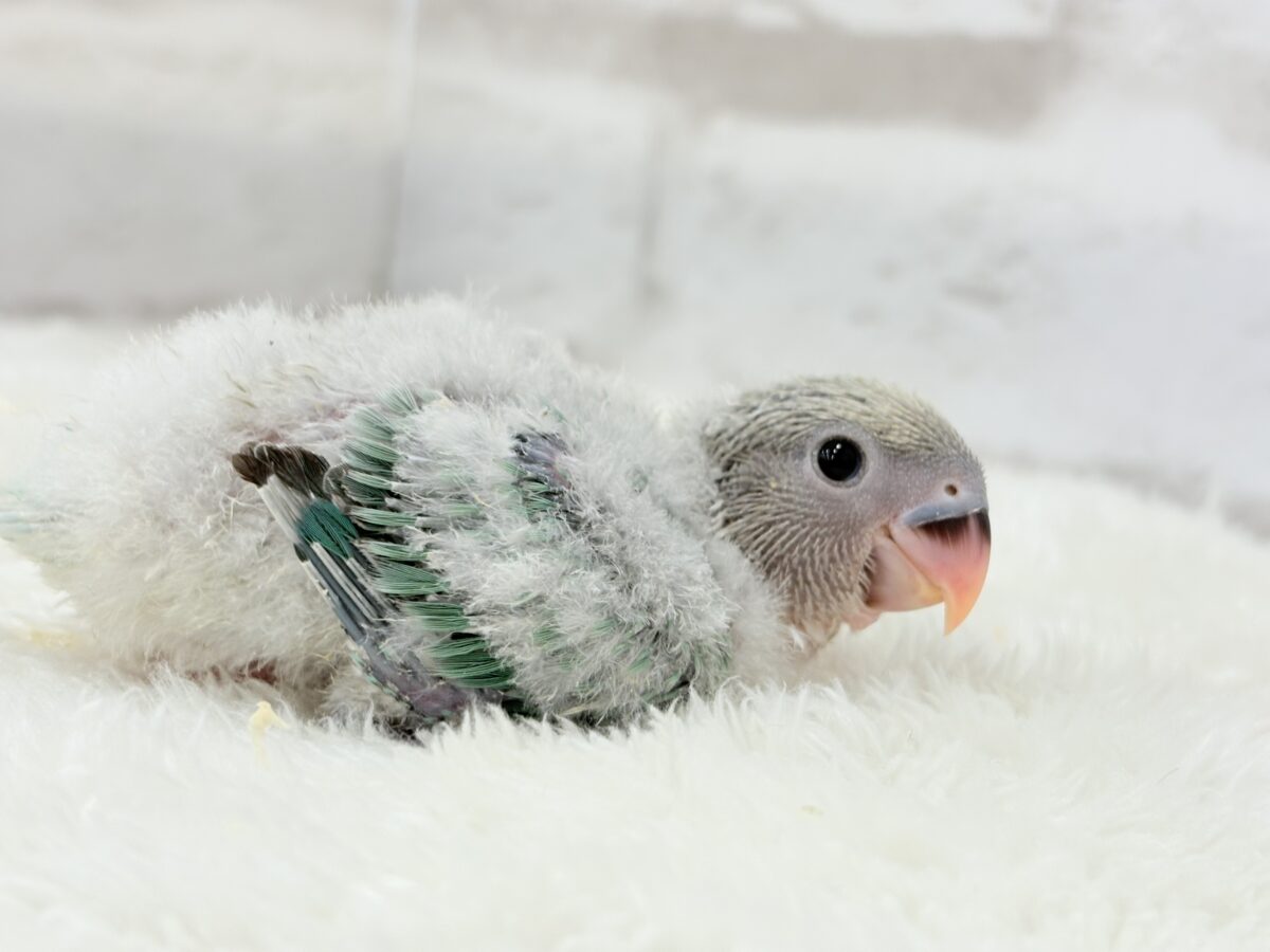コザクラインコ（小桜インコ）
