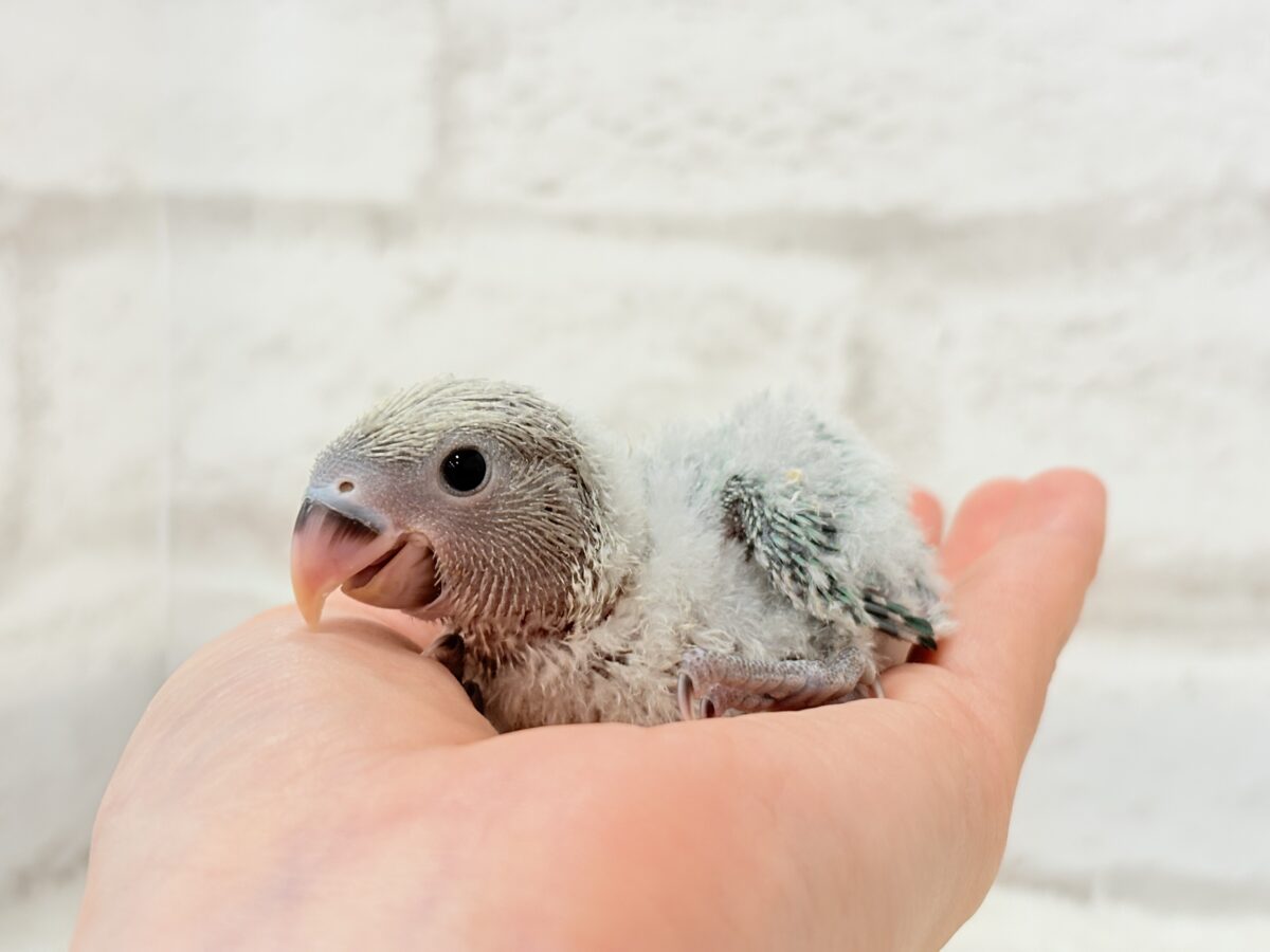 コザクラインコ（小桜インコ）
