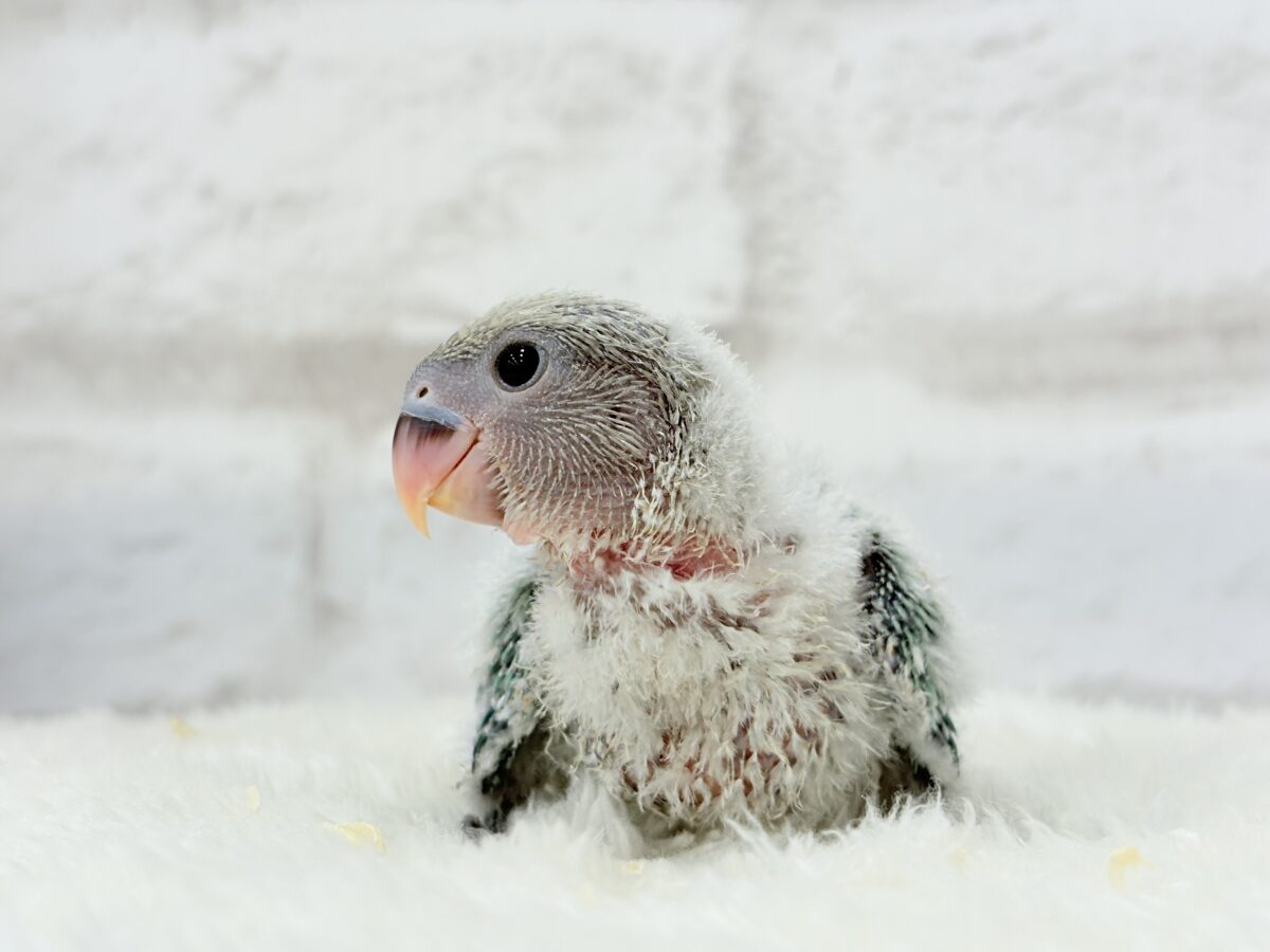コザクラインコ（小桜インコ）