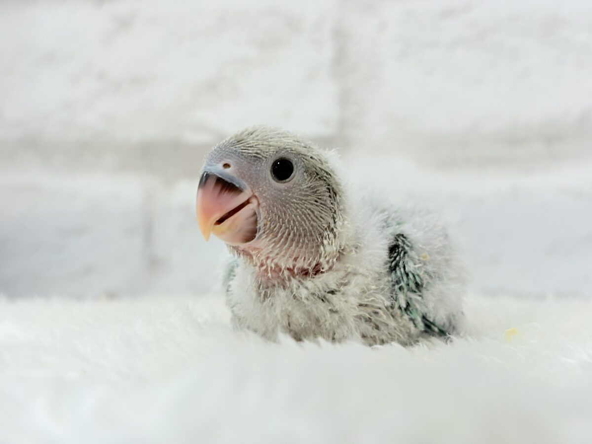 コザクラインコ（小桜インコ）