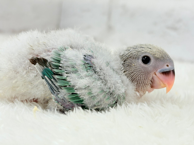 美カラー✨ふわっともこっと青リンゴ🐣🍏コザクラインコ(ブルーチェリーオパーリン) ヒナ