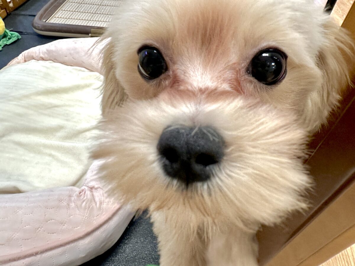 マルプー