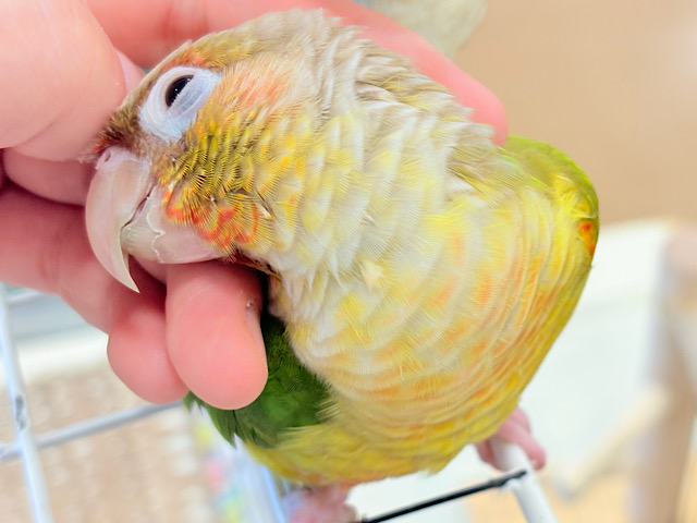 【最新画像更新🪄ひとり餌‪になりました☆】南国育ちのフレッシュ果実🐣🍍💖ウロコインコ(パイナップル) ヒナ