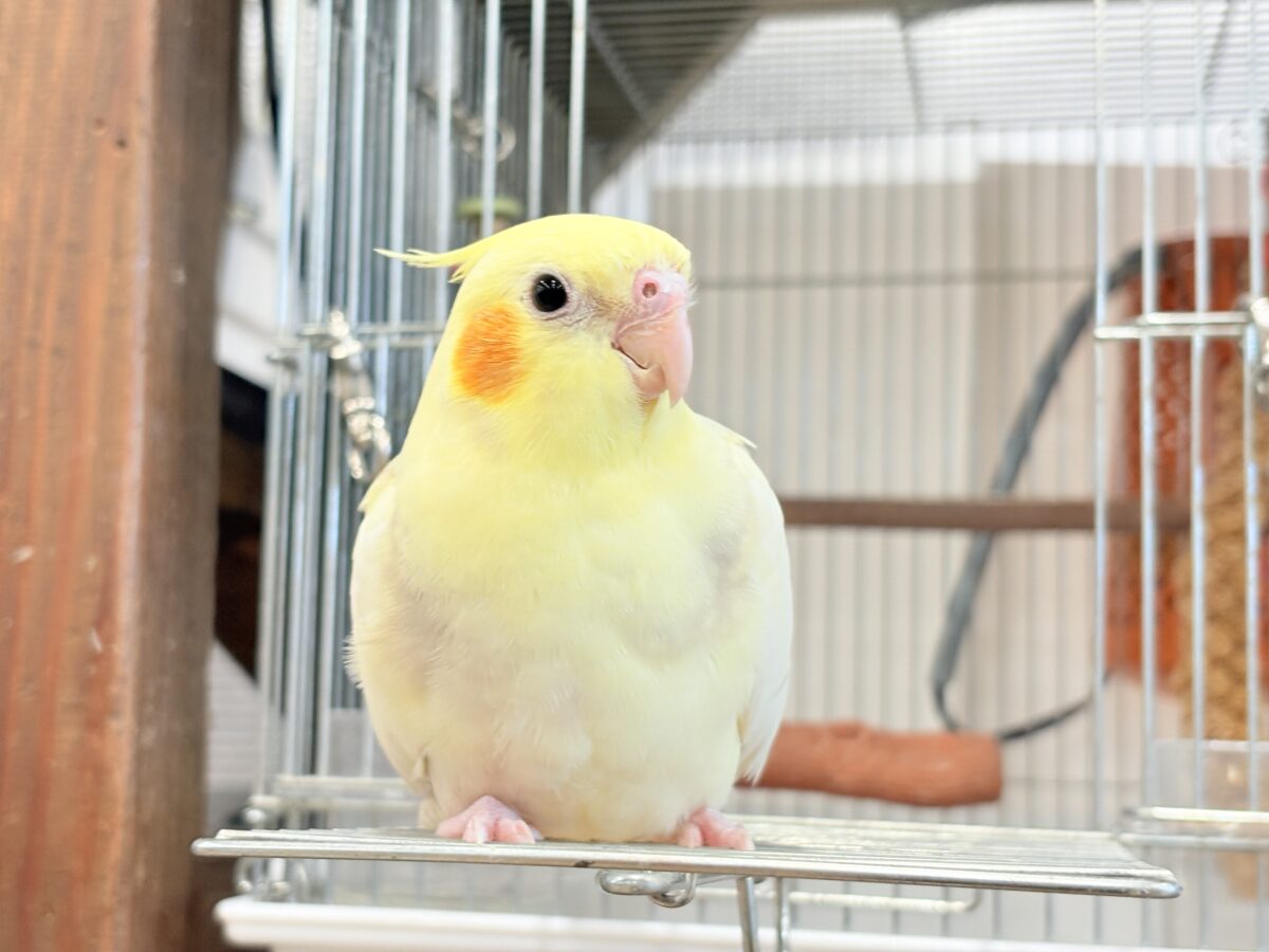 オカメインコ