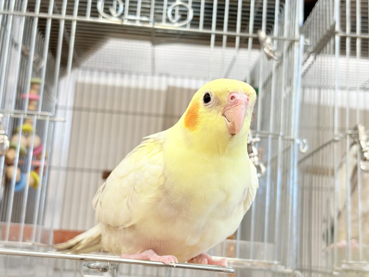 オカメインコ