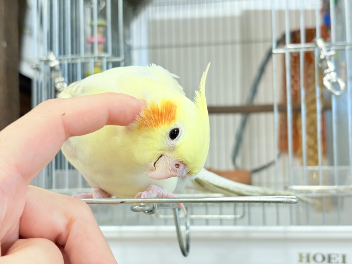 オカメインコ