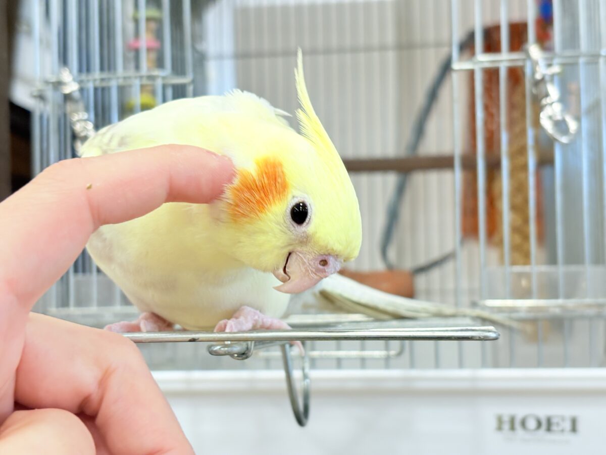 オカメインコ