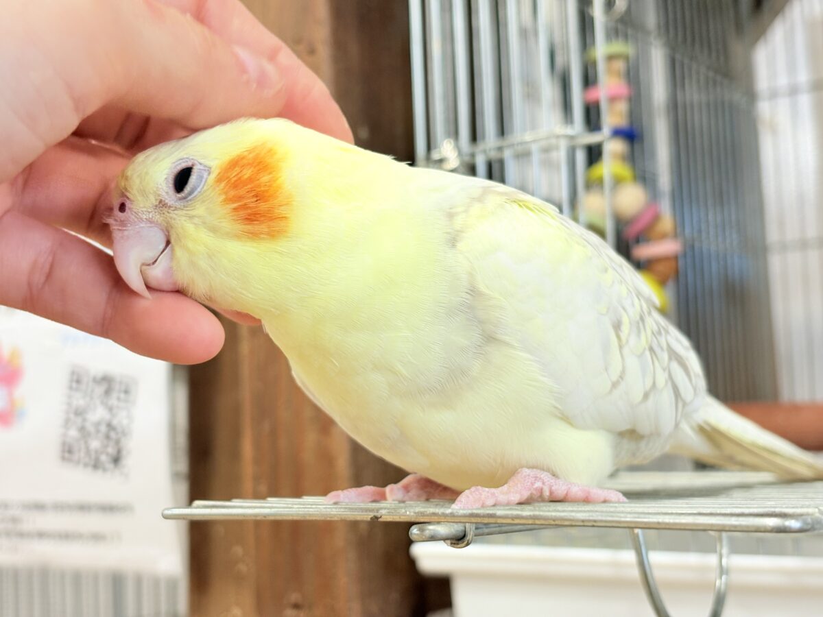 オカメインコ