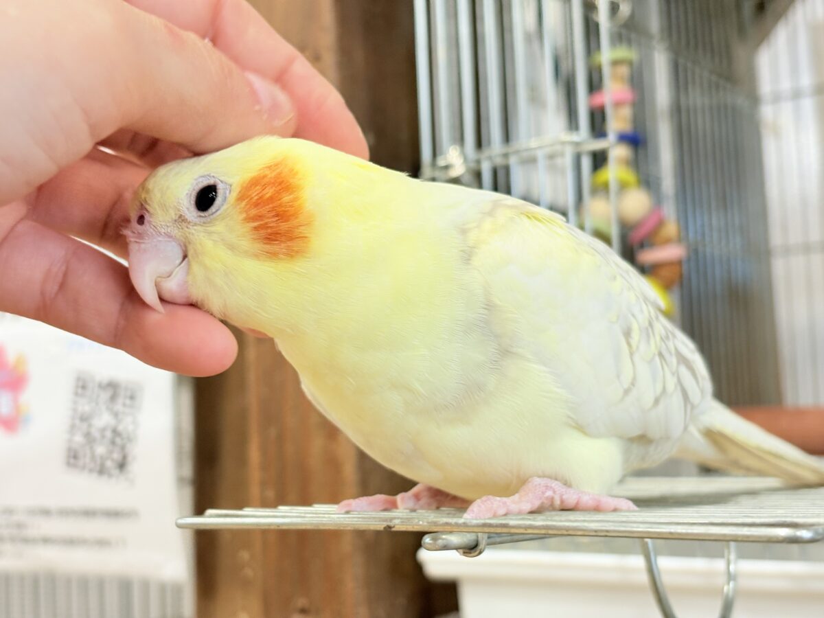 オカメインコ