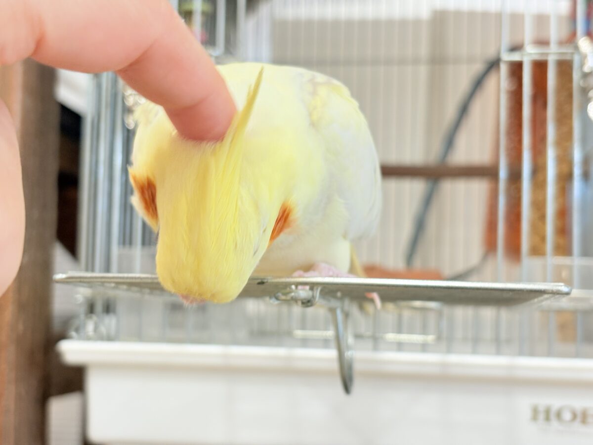 オカメインコ