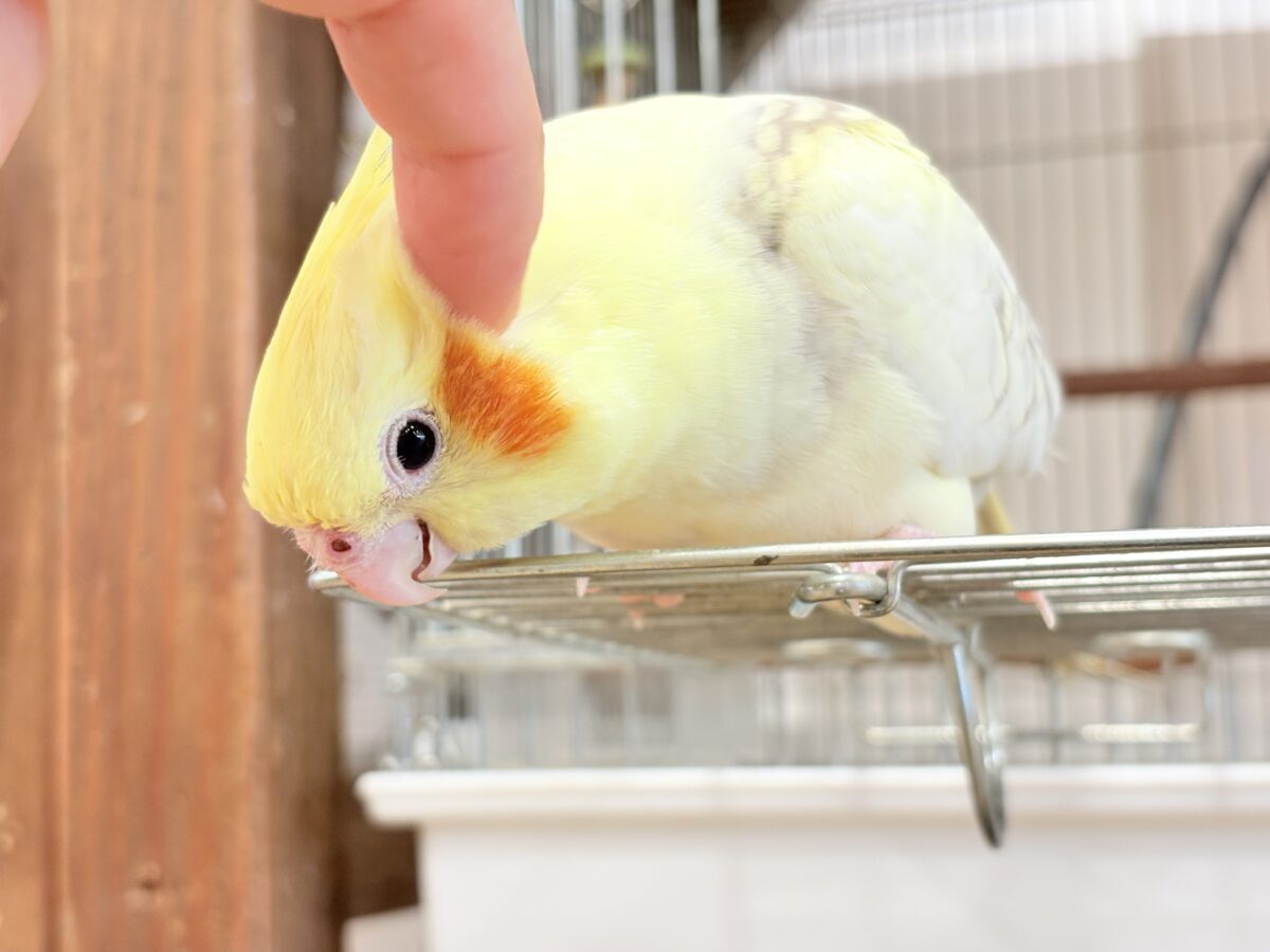 オカメインコ
