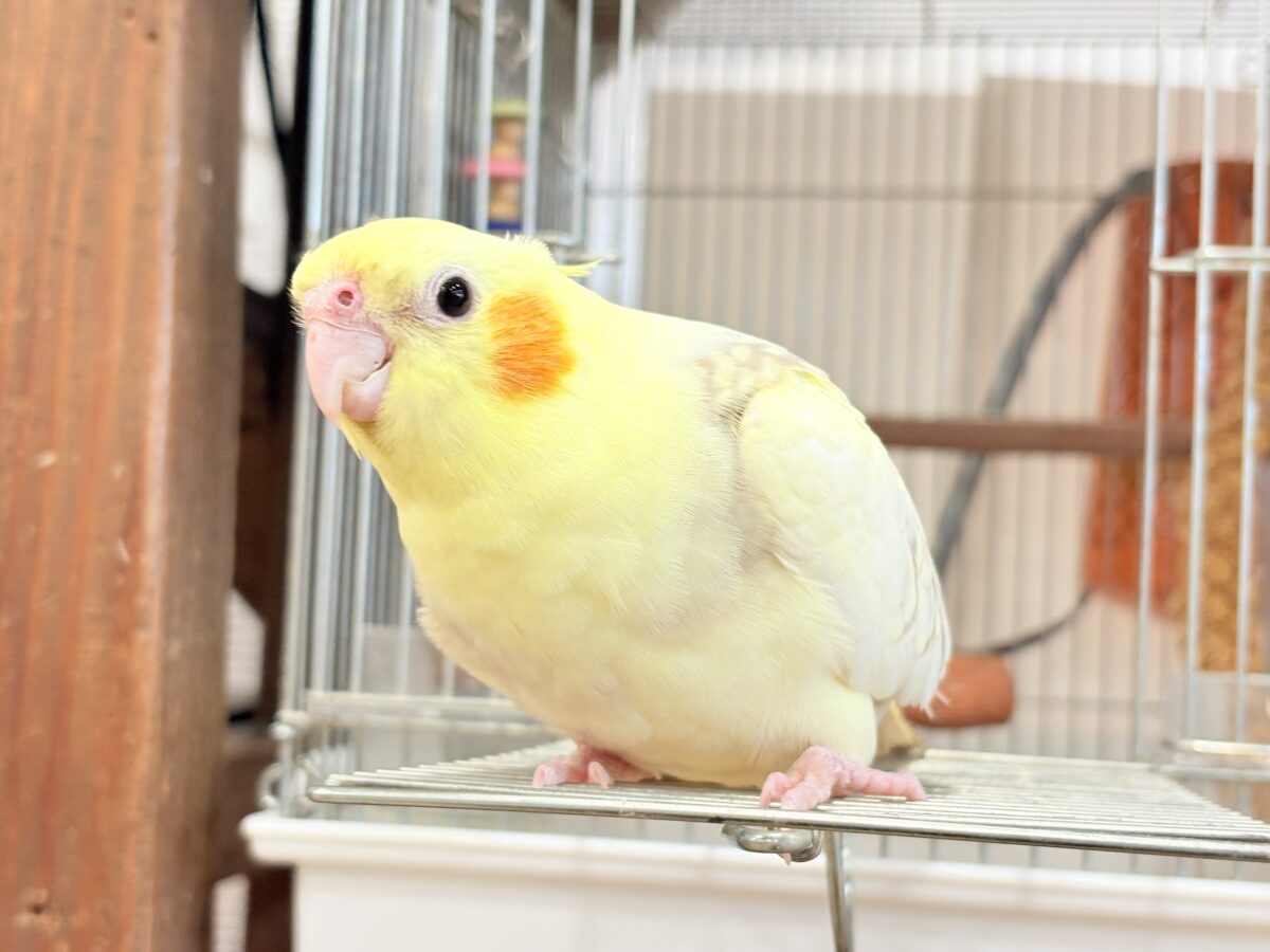オカメインコ