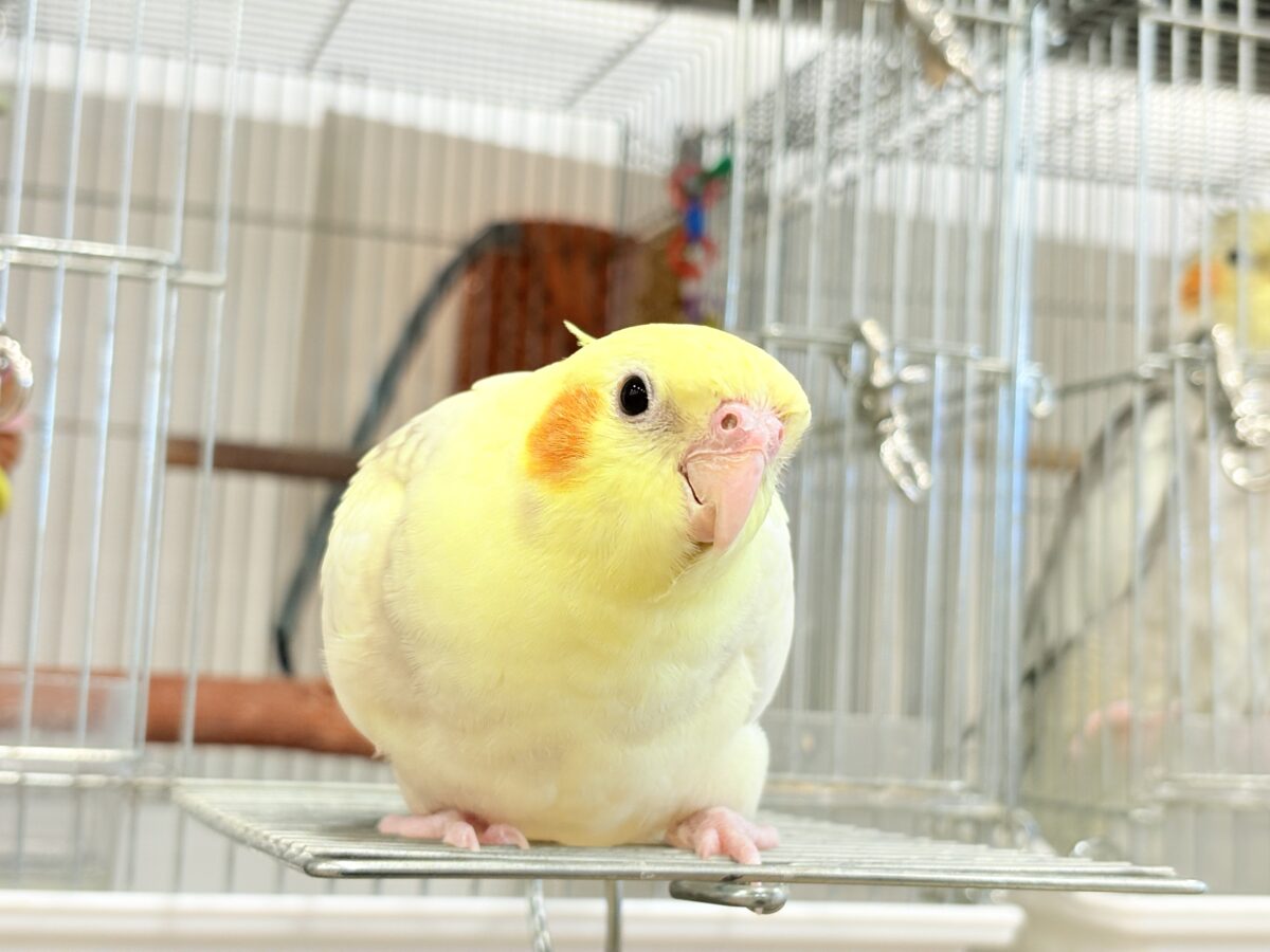 オカメインコ