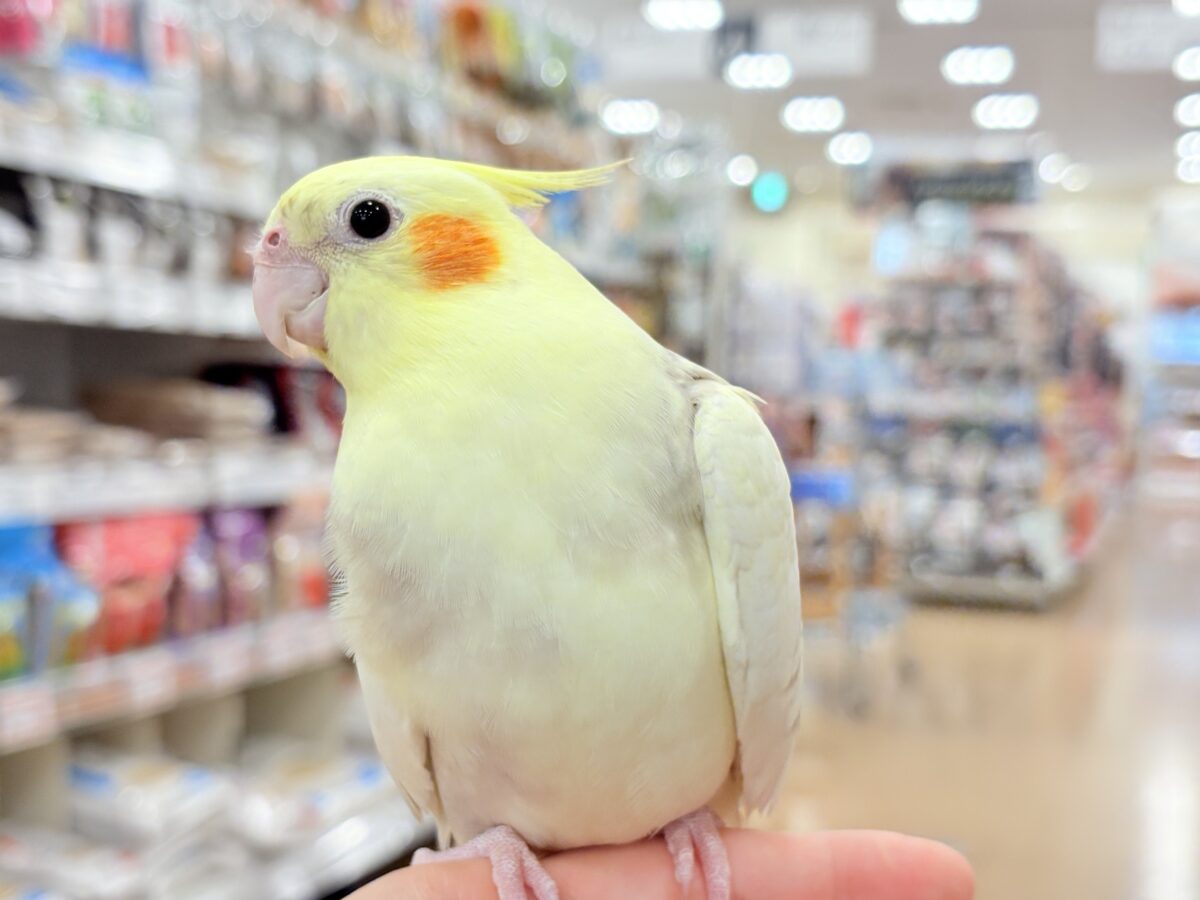 オカメインコ