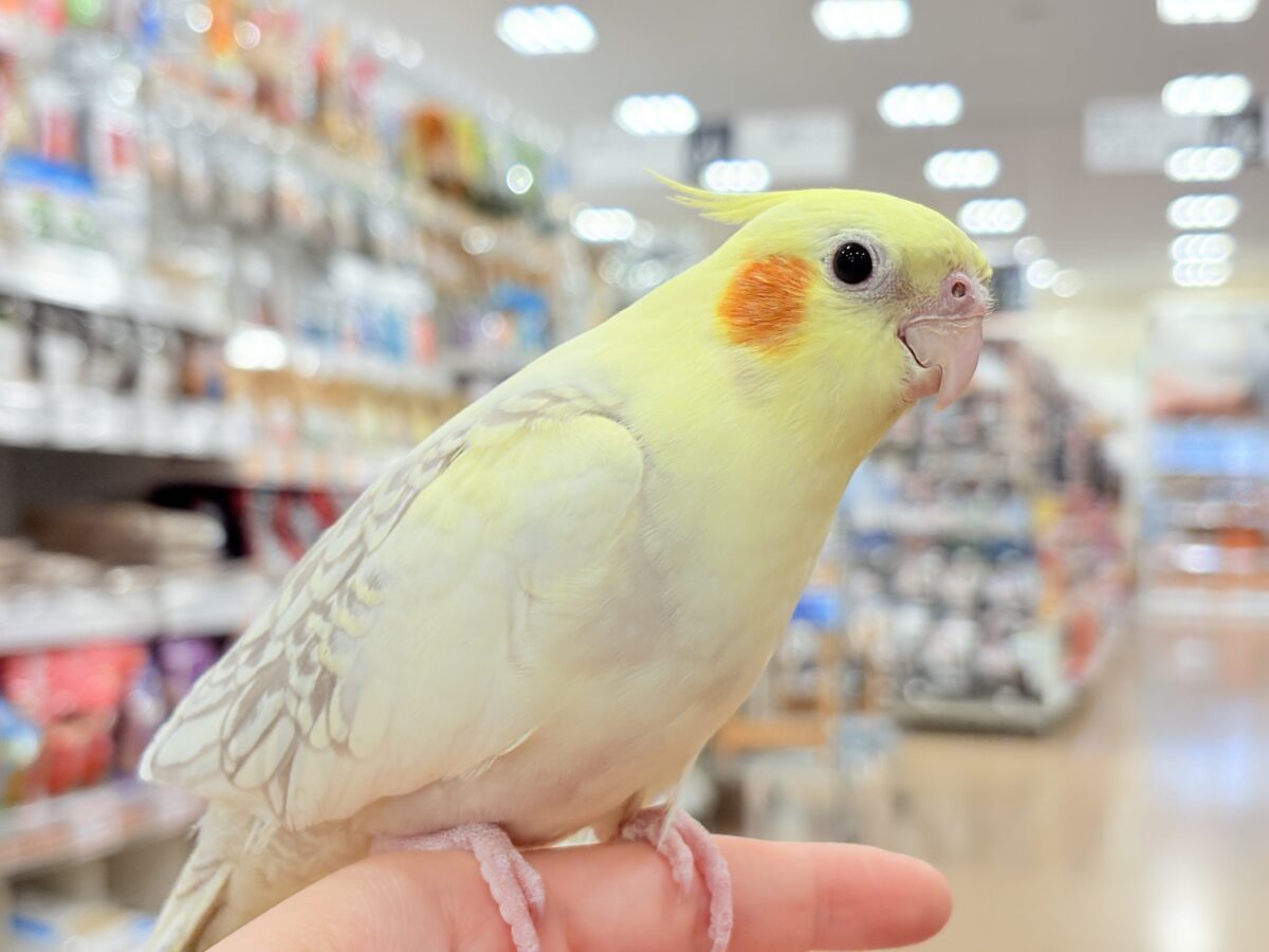 オカメインコ