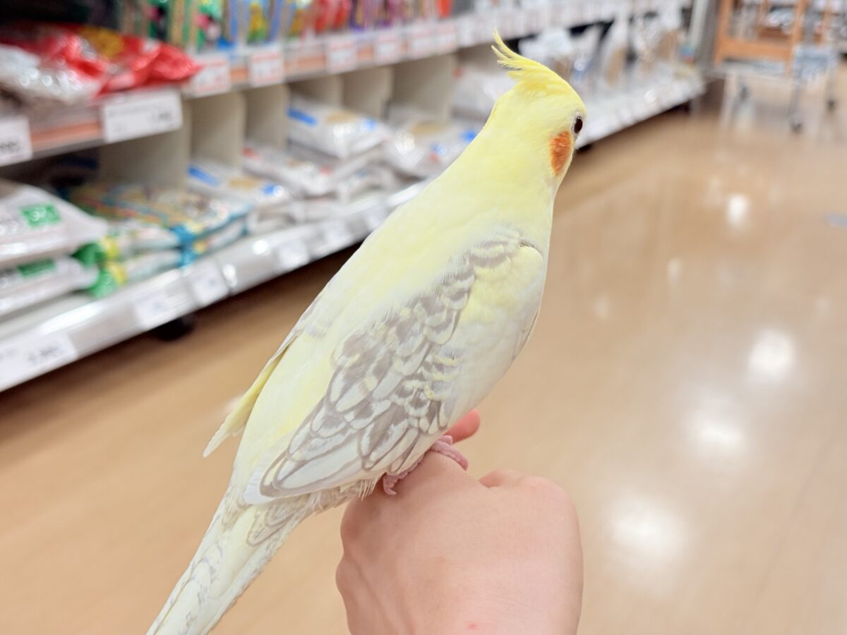 オカメインコ