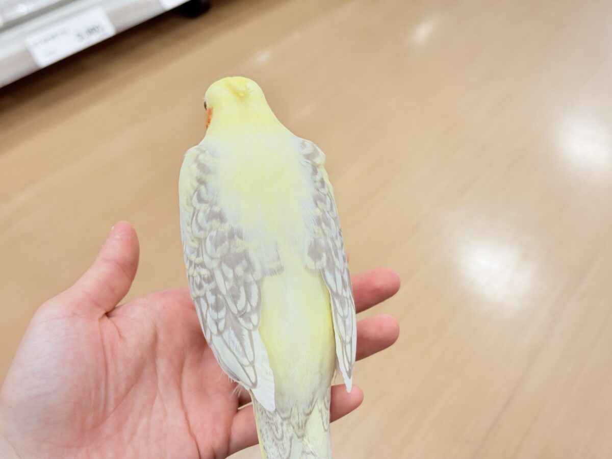 オカメインコ