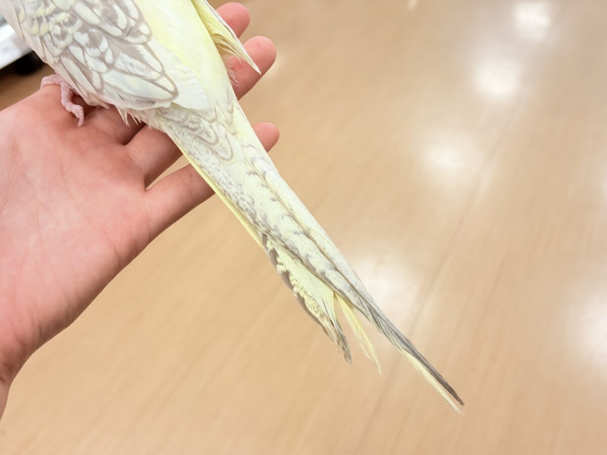 オカメインコ