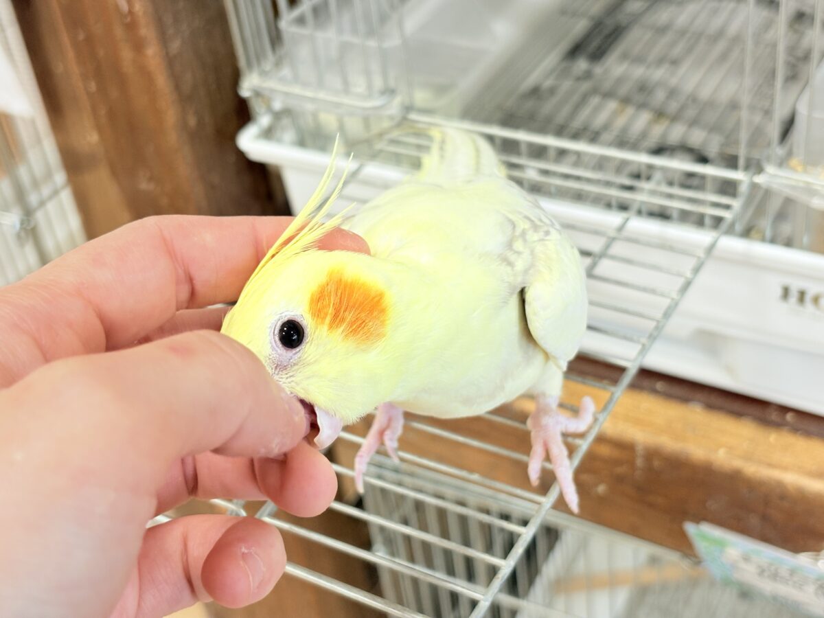 オカメインコ