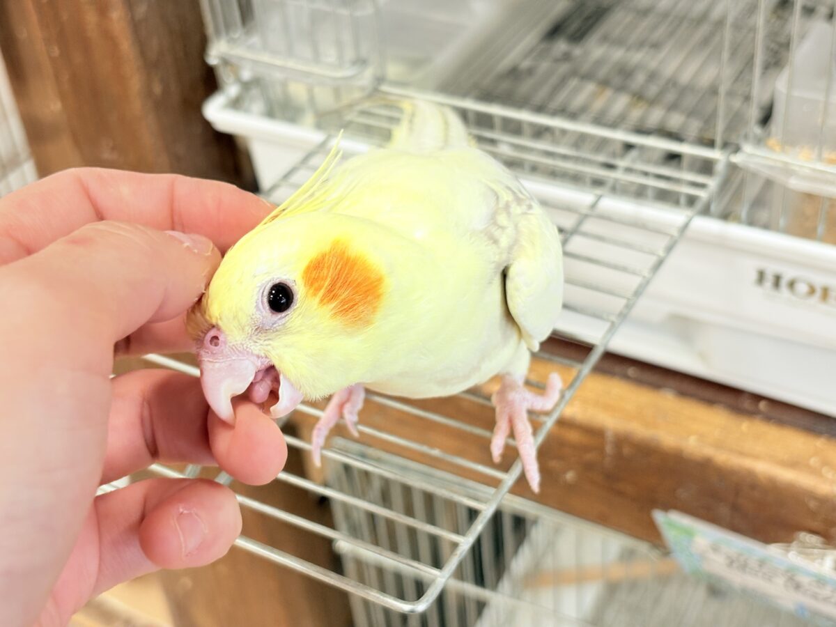 オカメインコ