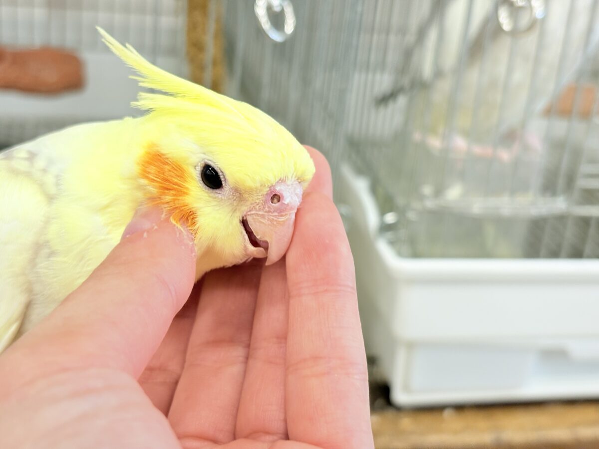 オカメインコ