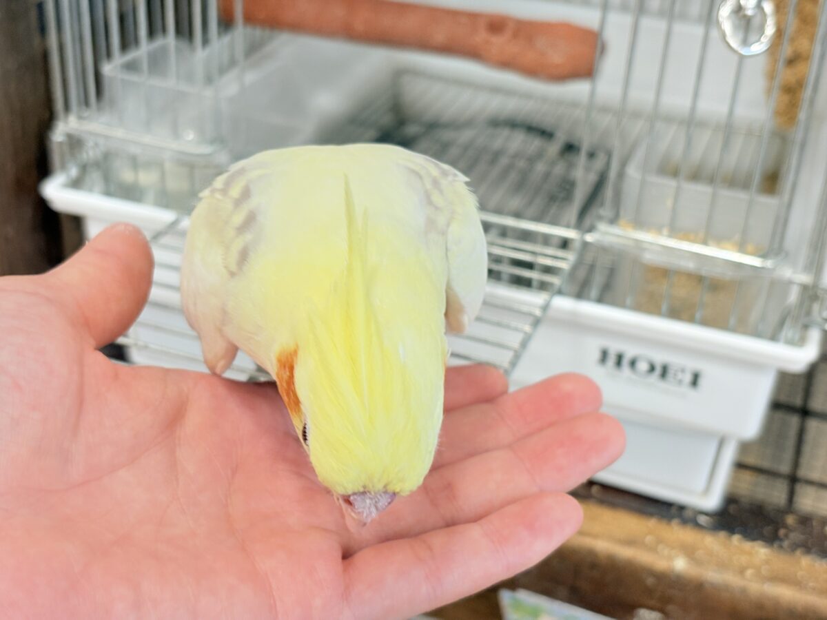 オカメインコ
