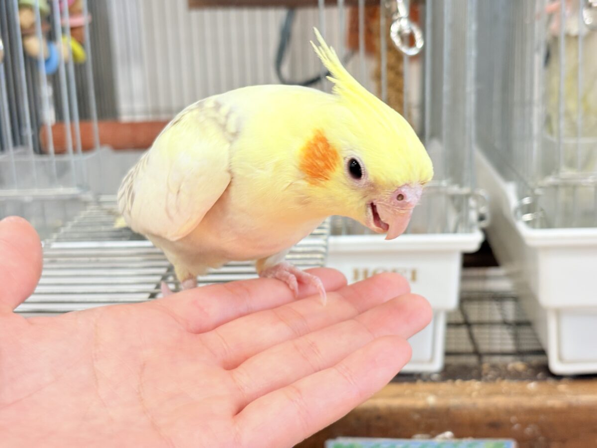 オカメインコ
