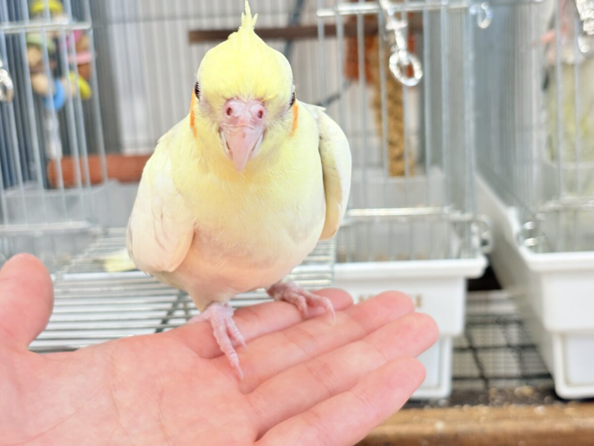 オカメインコ