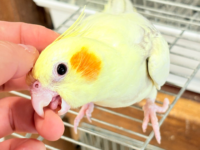 激かわ注意🐣💖どこを取ってもパーフェクト🎉オカメインコ(シナモンパールパイド)