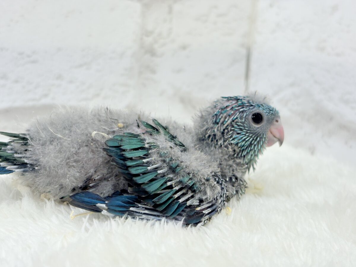 サザナミインコ