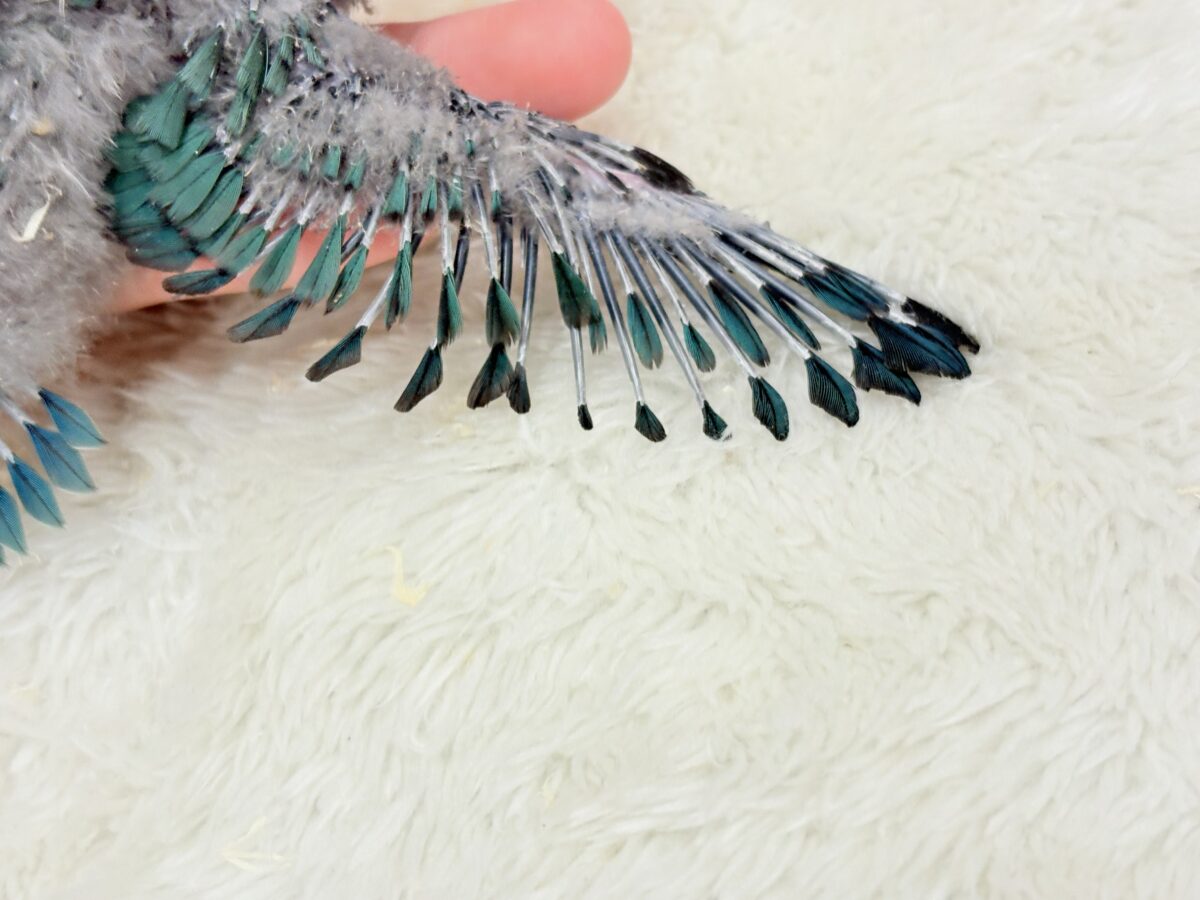 サザナミインコ