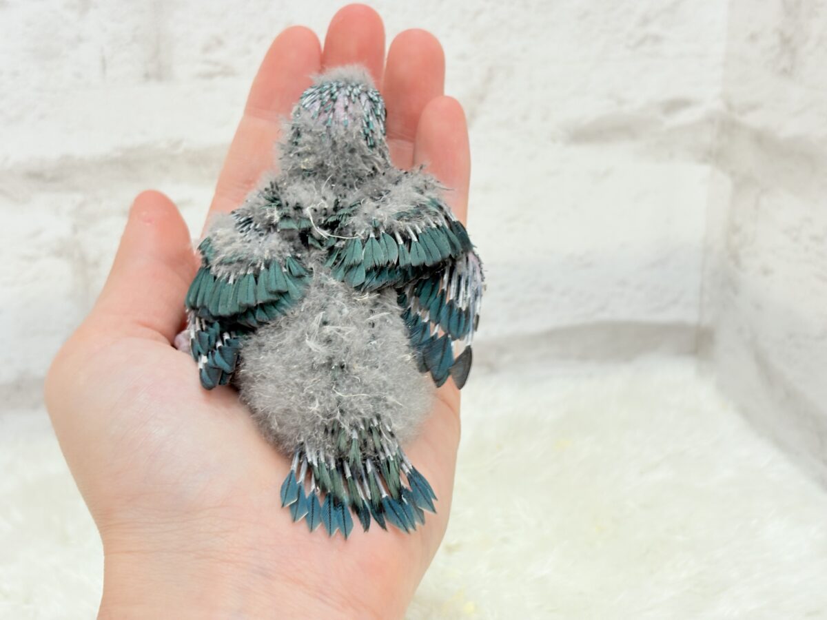 サザナミインコ