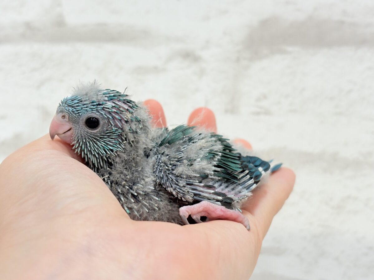 サザナミインコ