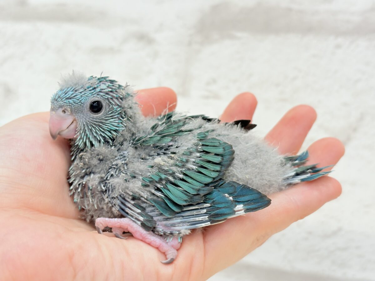 サザナミインコ