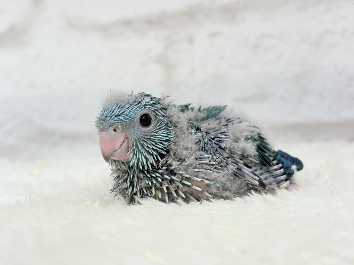 サザナミインコ